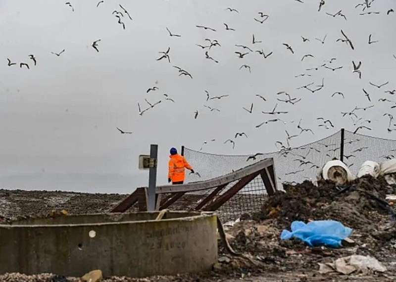 Uma “invasão” de gaivotas transformou em tormento a vida dos moradores de uma vila na Inglaterra. De acordo com reportagem do jornal “Daily Mail”, milhares de aves foram atraídas para a Vila de Altham, no condado de Lancashire, após a expansão de um aterro sanitário nas proximidades. 
