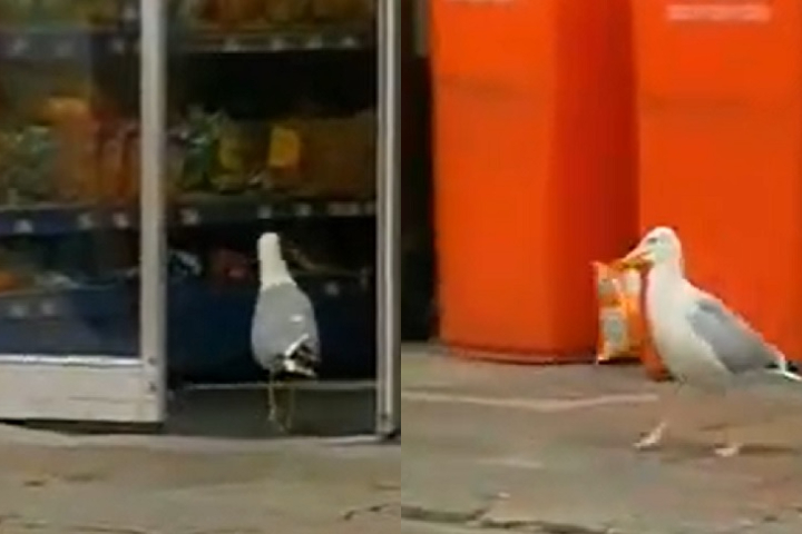 Curiosamente, em 2007, na mesma cidade, uma gaivota apelidada de Sam ficou famosa por sempre roubar pacotes de Doritos.