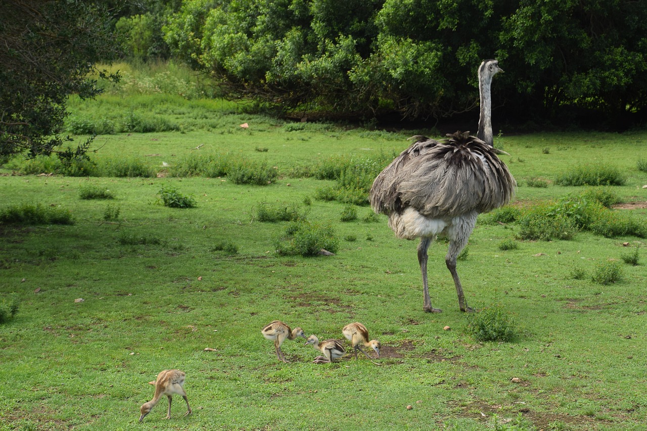 EMA - pode atingir até 1,7 metro de altura e pesar cerca de 40 kg, sendo a maior ave nativa da América do Sul. Possui plumagem parda acinzentada, pernas longas e asas reduzidas, o que a impede de voar. Seus pés têm três dedos, diferentes dos avestruzes, que têm dois.