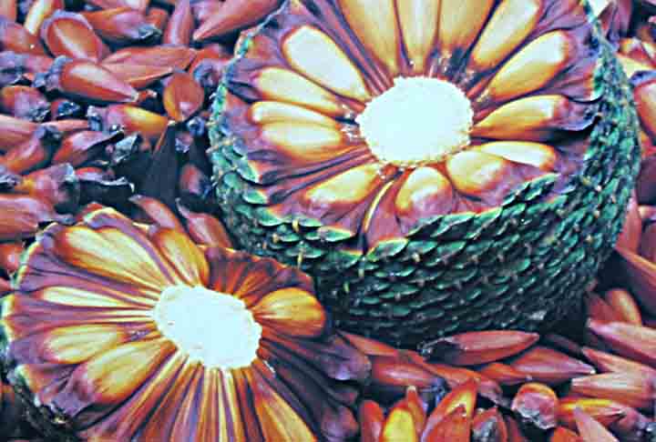 Ele possui também uma quantidade considerável de ômega 6 e 9 e é uma boa fonte de energia. Pode ser consumido por todas as faixas etárias e é indicado principalmente para atletas e crianças em fase de crescimento, devido ao seu aporte calórico. 