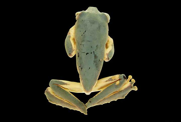 “A principal diferença é que os sapos têm a pele mais seca e preferem ficar na terra. As rãs podem ser macho ou fêmea e gostam de ficar perto de lagoas, assim como as pererecas, que costumam viver em árvores e escalar paredes por terem discos adesivos na ponta dos dedos explicou Carlos Jared, diretor do Laboratório de Biologia Estrutural do Instituto Butantan.