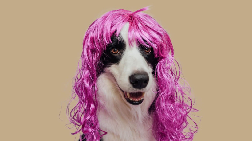 O Carnaval com o seu cachorro pode ser uma experiência inesquecível (Imagem: Julia Zavalishina | Shutterstock)