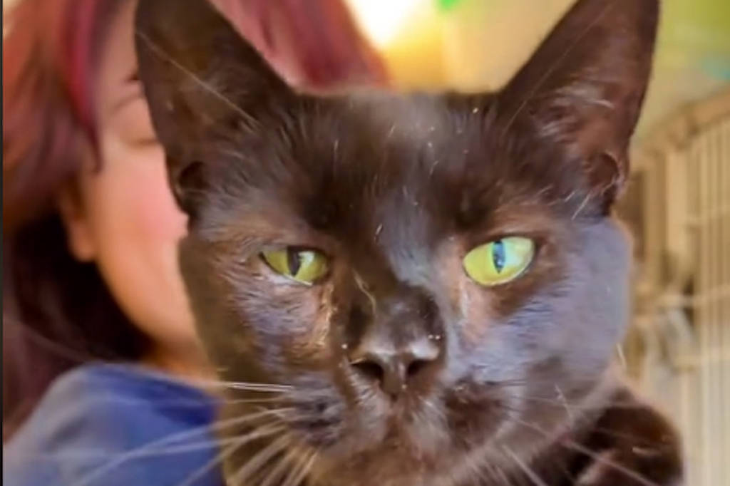 Após ser abandonado por mostrar-se “carinhoso demais”, um gato chamado Ravi passou a ser disputado por centenas de pessoas que desejavam adotá-lo. 
