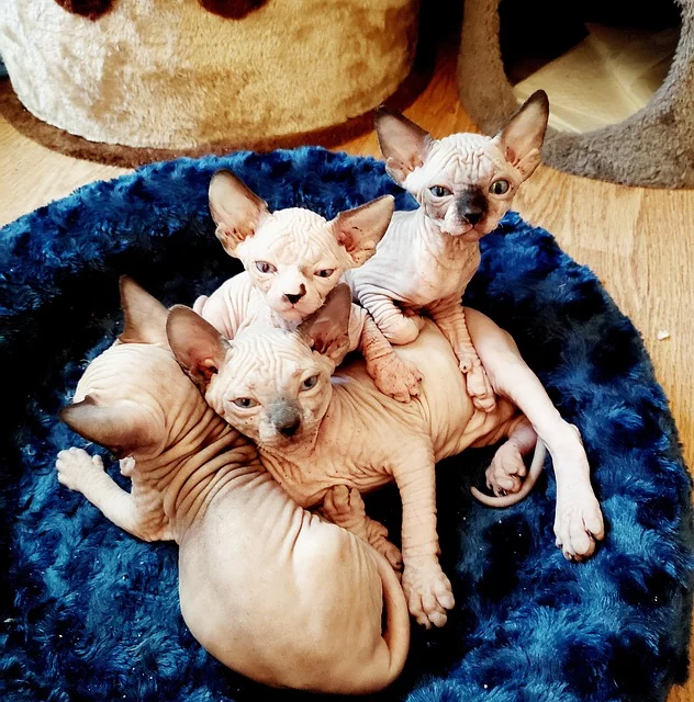 Um cuidado com o Sphynx! Como não elimina gordura por falta de pelos, deve ser limpo com toalhinhas umedecidas uma vez por semana. Banho uma vez por mês com shampoo neutro. Vive cerca de 14 anos.