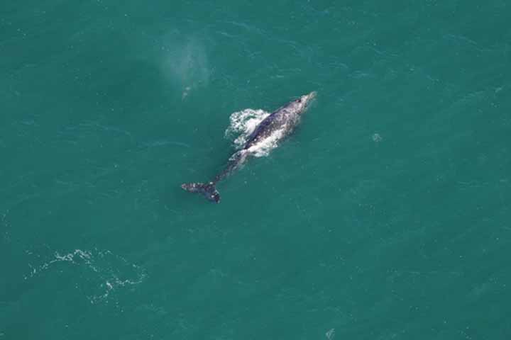 Não se sabe exatamente a expectativa de vida média da baleia-cinzenta, embora estima-se que seja entre 75 e 80 anos.