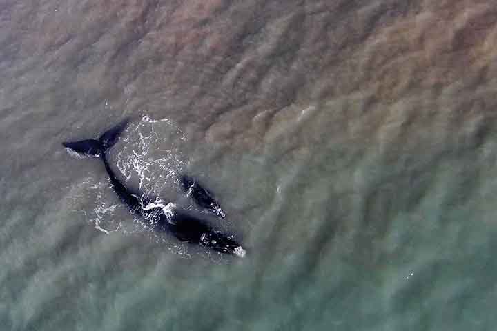 A baleia-franca (Eubalaena australis) é chamada também de baleia-franca-austral, baleia-verdadeira, ballena franca austral e southern right whale. Com a maior presença no litoral de Santa Catarina, ficaram conhecidas como gigantes catarinenses.
