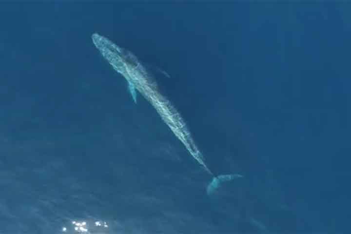 As baleias-azuis eram, até ao início do século XX abundantes em quase todos os oceanos. Caçadas durante mais de um século, foram levadas à beira da extinção pelos baleeiros, até se tornarem objeto de mecanismos de proteção adotados pela comunidade internacional em 1996.