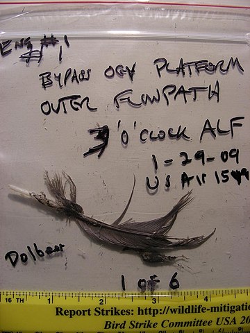 Durante seis meses, Sully ficou afastado das atividades para as investigações. Mas sua versão sobre o choque com os pássaros foi comprovada. Penas de aves (foto) foram encontradas nos motores. 