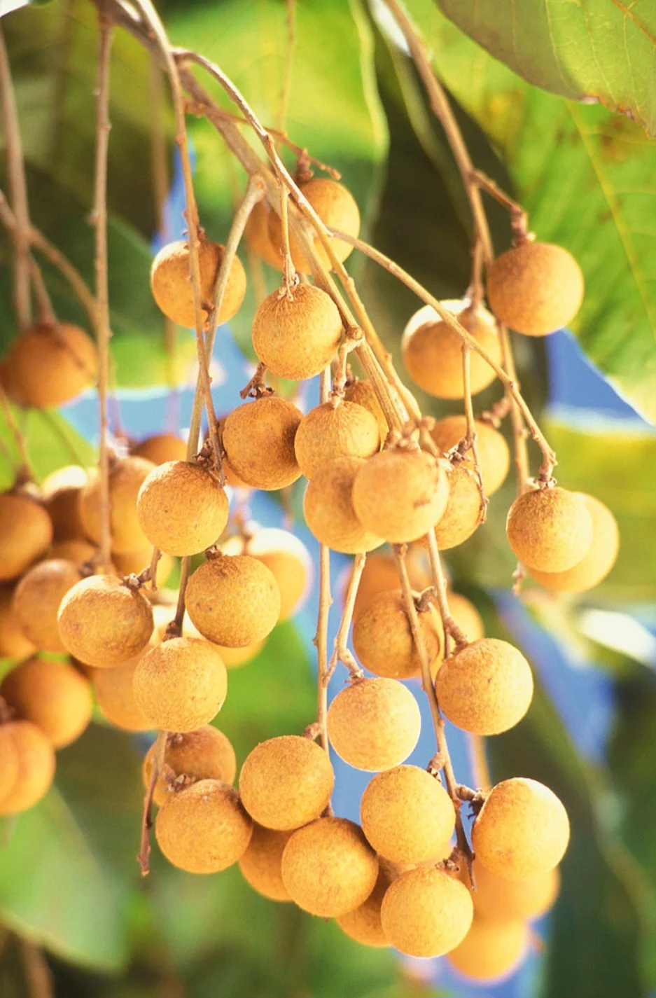 Longan (Dimocarpus longan) - Conhecido como olho-de-dragão, é uma fruta tropical da mesma família do rambutão e da lichia. O longan é nativo do Sudeste Asiático e do sul da China, sendo cultivado há mais de mil anos em países como Tailândia, Vietnã, Índia e Indonésia.