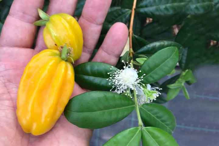 Pitangatuba: Também conhecida como pitanga-carambola ou pitanga-ubá, a pitangatuba é parte da família Myrtaceae, a mesma da pitanga e da jabuticaba. 