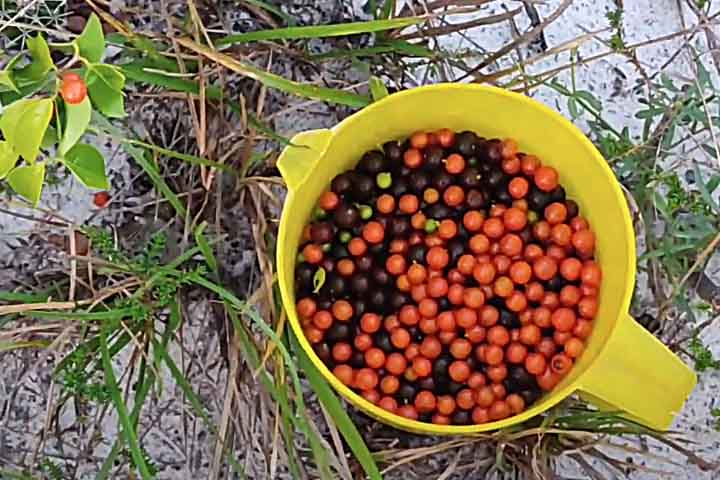 O fruto é pequeno, arredondado e possui uma cor que varia do vermelho ao roxo quando maduro. Pode ser consumido in natura, mas é mais comum ser utilizado no preparo de sucos, geleias, compotas, licores e sorvetes.