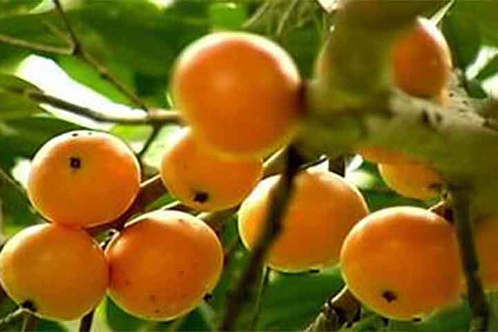 Cambucá: Considerada uma das frutas mais saborosas do Brasil, o cambucá é nativo da zona litorânea da Mata Atlântica.