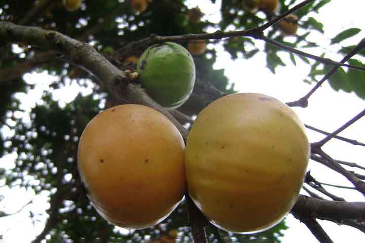 O sabor do cambucá é intenso e lembra o da jabuticaba, sendo um agridoce balanceado.