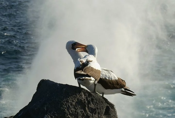 Embora algumas espécies possam ter intervalos de dois anos ou mais entre os ciclos reprodutivos, os albatrozes geralmente se reproduzem a cada ano.