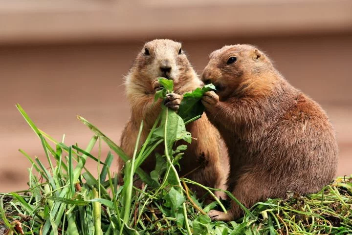 Castores: Castores formam pares monogâmicos e trabalham juntos para construir e manter suas tocas e represas. Ambos os parceiros participam na criação dos filhotes.