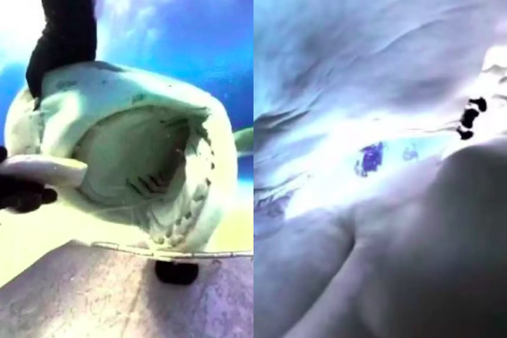 O equipamento registrou imagens impressionantes do interior da boca do tubarão e de sua mandíbula, criando um efeito visual semelhante a um point of view (ponto de vista ou POV, na sigla em inglês).