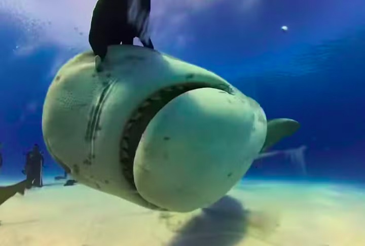 Durante a atividade, os mergulhadores alimentavam os tubarões quando um dos animais confundiu a câmera com comida e a abocanhou.