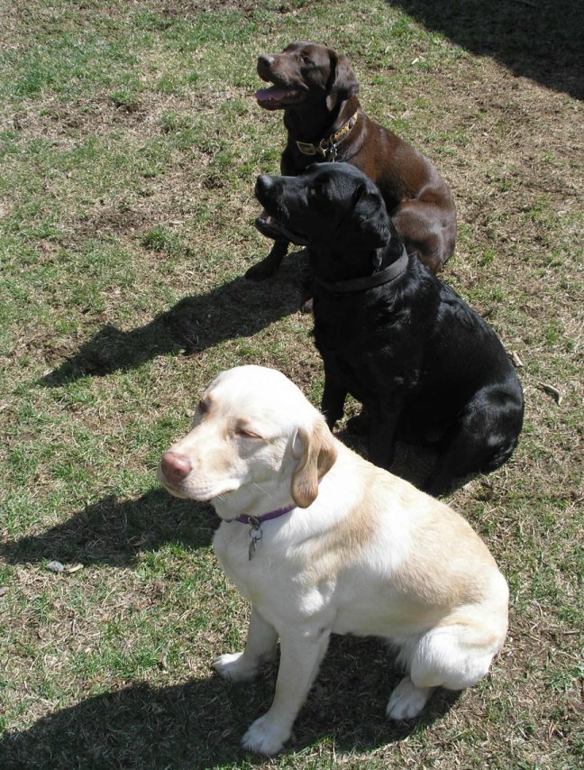 Os Labradores se destacam em várias atividades, incluindo esportes caninos como agilidade e obediência. Sua habilidade de trabalhar em equipe e sua disposição para agradar fazem deles uma presença constante em competições, onde mostram sua energia e disciplina.
