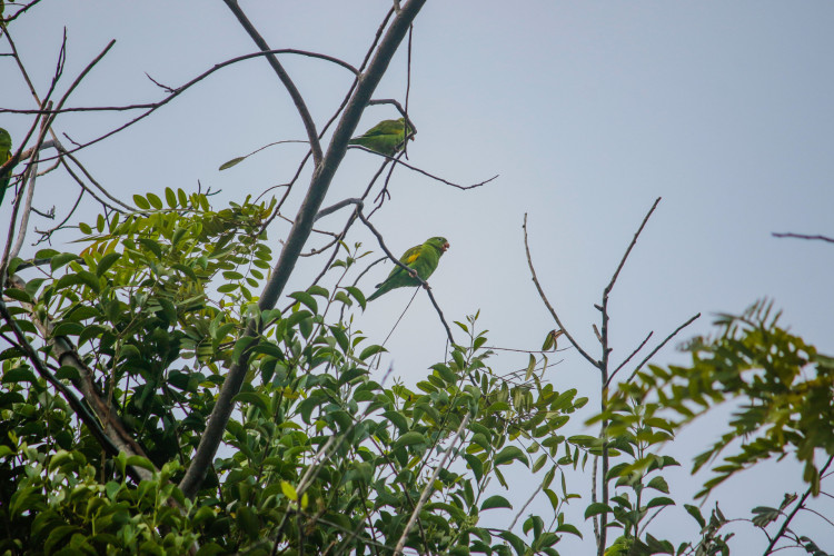A presen&ccedil;a dos p&aacute;ssaros periquitos na Pra&ccedil;a Argentina, nas &aacute;rvores de Nim e Castanholas