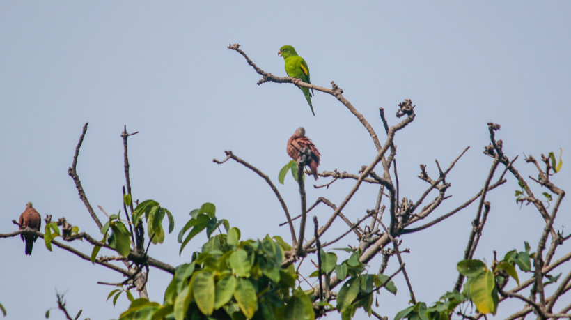 ￼PERIQUITOS em árvore na Praça Argentina, no Bairro de Fátima