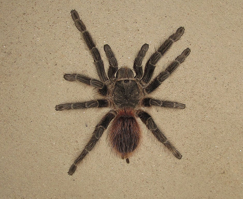 Aqui vai uma observação: a aranha-caranguejeira, embora comum no Brasil, não é venenosa. Portanto, causa pavor pela aparência assustadora, mas não representa teoricamente um risco de morte para as pessoas. 