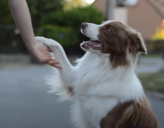 .Originário do Reino Unido, o border collie vive principalmente em fazendas e ambientes onde possa se exercitar. É extremamente enérgico, leal e atento, necessitando de muita atividade mental e física. Sua expectativa de vida varia de 12 a 15 anos.
