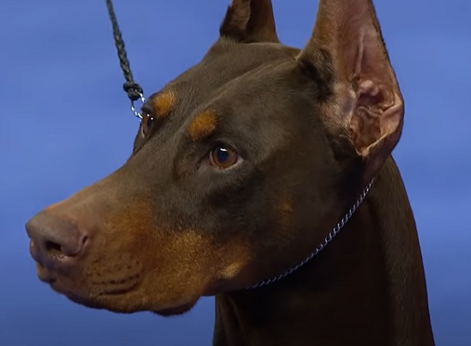 Quinto lugar: Doberman Pinscher (Canis lupus familiaris) – Com raciocínio rápido e alta capacidade de concentração, o doberman se destaca em treinamentos de obediência e proteção. Sua habilidade para resolver problemas e reagir a situações o torna um excelente cão de trabalho.
