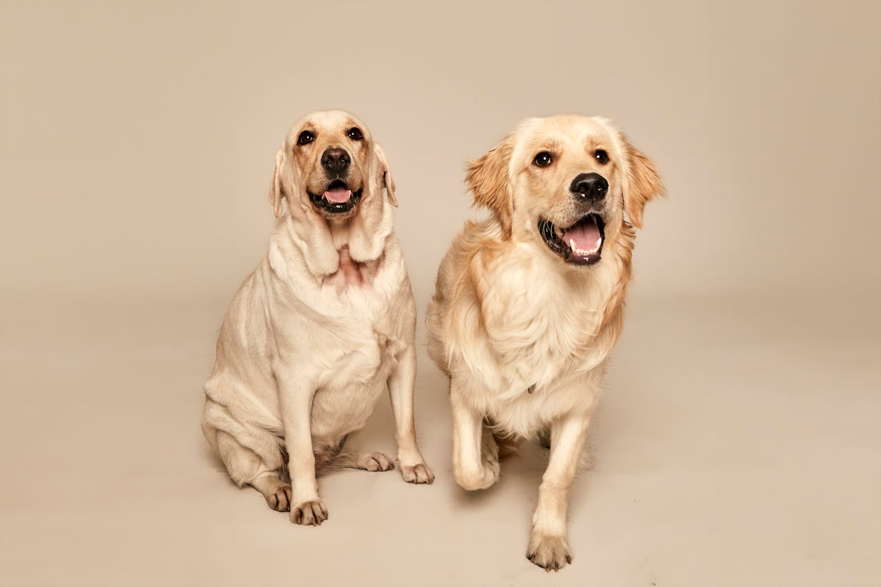 O Labrador é conhecido por sua pelagem curta, densa e resistente à água, que é uma adaptação ao seu histórico de trabalho próximo à água. A cor do pelo pode ser amarela, preta ou chocolate, e a pelagem é de fácil manutenção, exigindo apenas escovação regular para manter a saúde da pele e evitar o acúmulo de pelos soltos.
