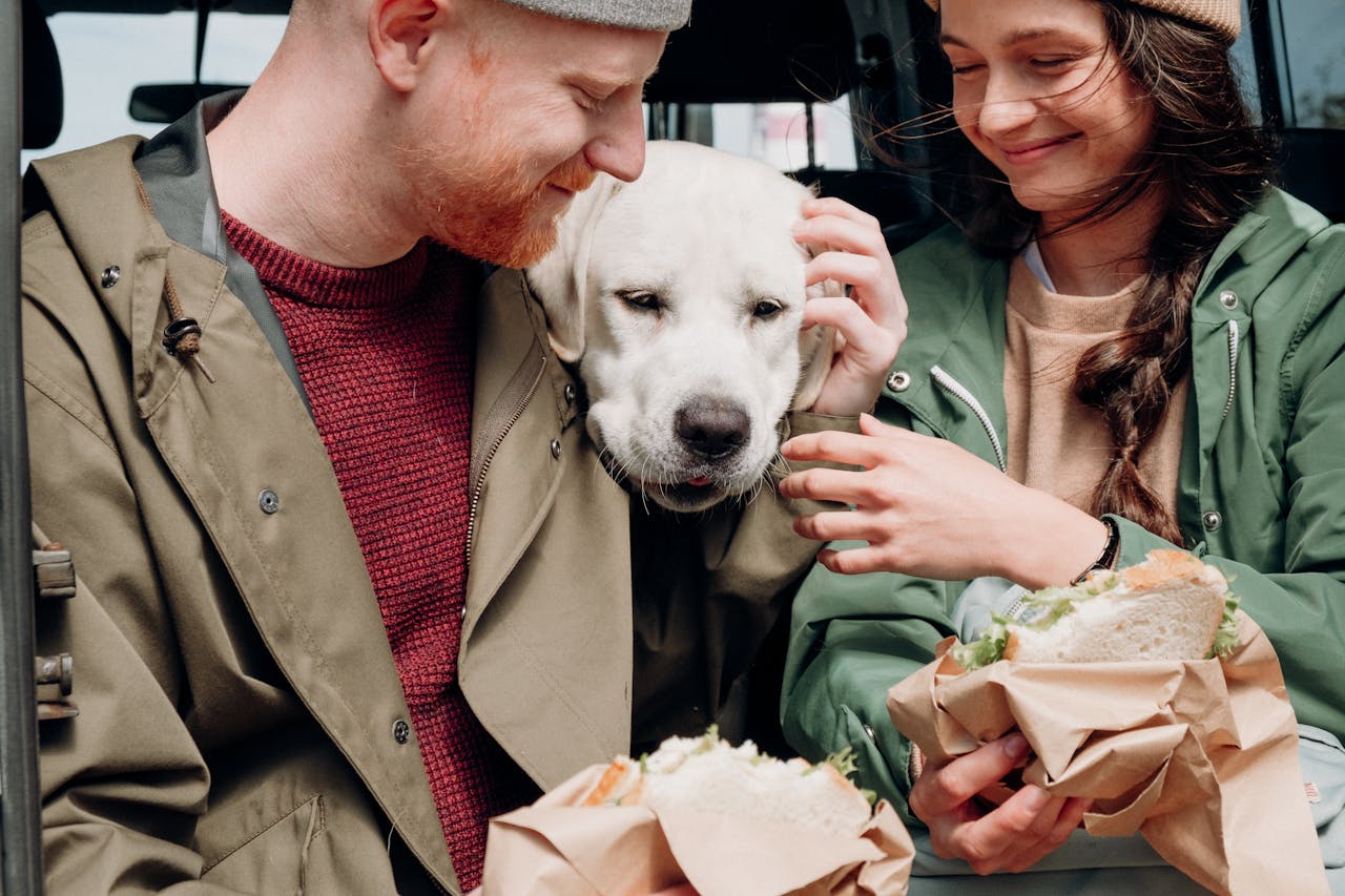 O temperamento do Labrador é outro ponto que o torna uma escolha popular. São cães extremamente amigáveis, leais e sociáveis. Eles adoram a companhia humana e são conhecidos por sua natureza carinhosa e paciente, especialmente com crianças.
