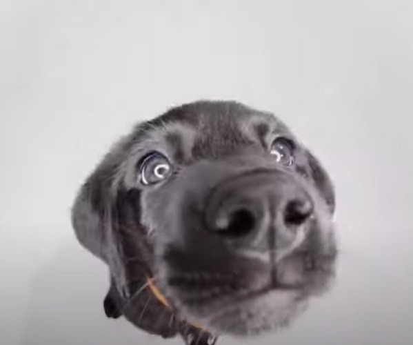 Originário do Canadá, o labrador retriever é encontrado tanto em lares quanto em trabalhos assistenciais. É dócil, amigável e muito sociável, se dando bem com crianças e outros animais. Sua expectativa de vida gira em torno de 10 a 12 anos.
