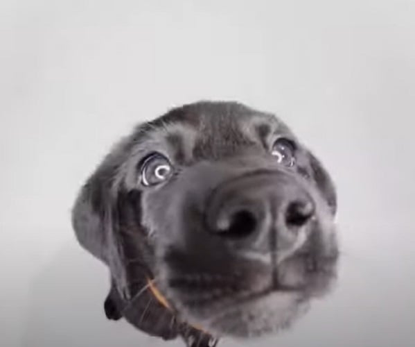 Sua popularidade também se estende à Europa, especialmente no Reino Unido, onde é uma escolha comum tanto para companheiros de casa quanto para cães de trabalho.