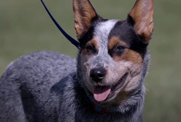 Originário da Austrália, esse cão vive principalmente em fazendas e áreas rurais, onde exerce suas funções como pastoreio. É extremamente leal, protetor e energético, necessitando de desafios físicos e mentais diários. Sua expectativa de vida varia de 12 a 16 anos.