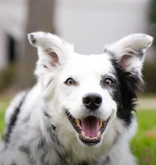 Hoje em dia é muito comum encontrar pessoas que têm na família um cachorro. O site 