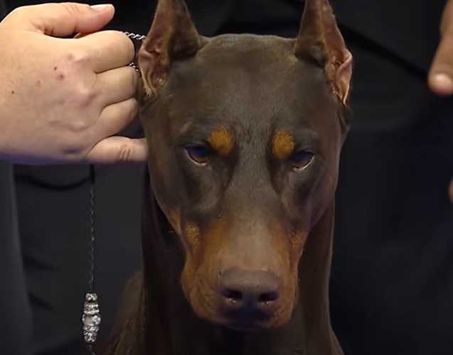 Desenvolvido na Alemanha, o doberman é utilizado como cão de guarda, policial e militar. É leal, confiante e alerta, necessitando de socialização e exercícios diários. Sua expectativa de vida fica entre 10 e 13 anos.
