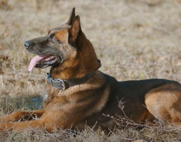 Terceiro lugar: Pastor Alemão (Canis lupus familiaris) – Altamente treinável e com forte instinto de proteção, essa raça se destaca por sua versatilidade. Sua capacidade de tomar decisões rápidas e seguir comandos complexos faz com que seja amplamente utilizado em trabalhos policiais e de resgate.