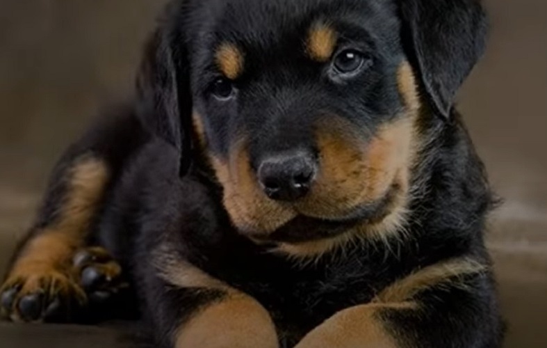 Originário da Alemanha, o rottweiler é amplamente utilizado como cão policial e de proteção. Possui um temperamento equilibrado, sendo leal, corajoso e seguro de si. Pode viver em ambientes urbanos ou rurais e tem uma expectativa de vida de 8 a 10 anos.
