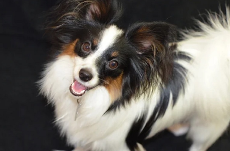 Oitavo lugar: Spaniel Anão Continental (Canis lupus familiaris) – Esse pequeno cão é extremamente receptivo ao treinamento e tem uma memória impressionante. Sua inteligência aliada à curiosidade e vontade de agradar faz com que aprenda truques e comandos com facilidade.