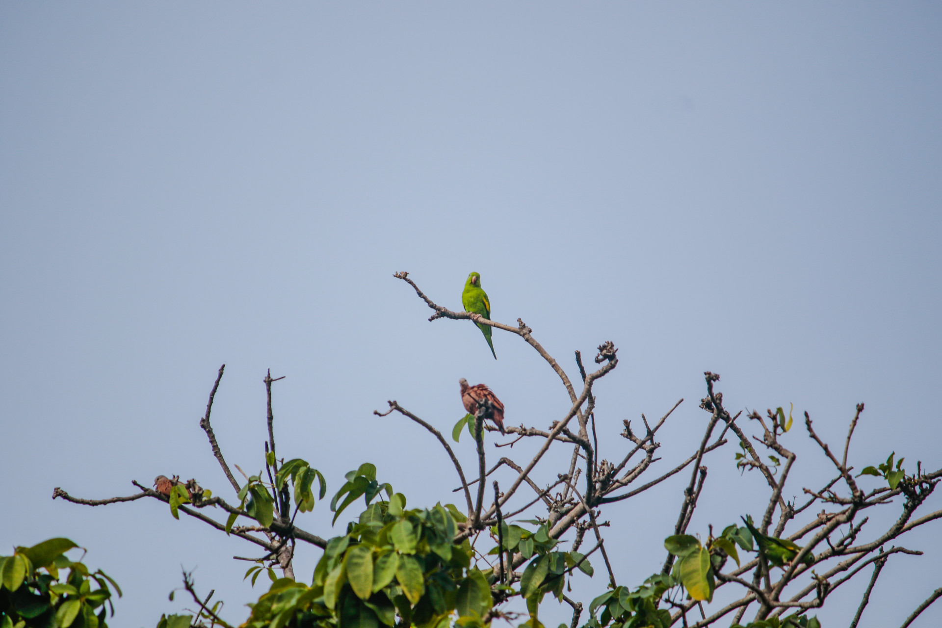 FORTALEZA, CEARÁ, BRASIL, 05-03-2025: A presença dos pássaros periquitos na Praça Argentina, nas árvores de Nim e Castanholas. (Foto: Samuel Setubal/ O Povo) (Foto: FERNANDA BARROS)
