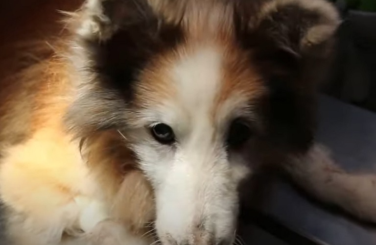 Originário das Ilhas Shetland, no Reino Unido, vive em lares familiares e fazendas. É carinhoso, leal e muito ativo, precisando de estímulos mentais e físicos constantes. Sua expectativa de vida varia de 12 a 14 anos