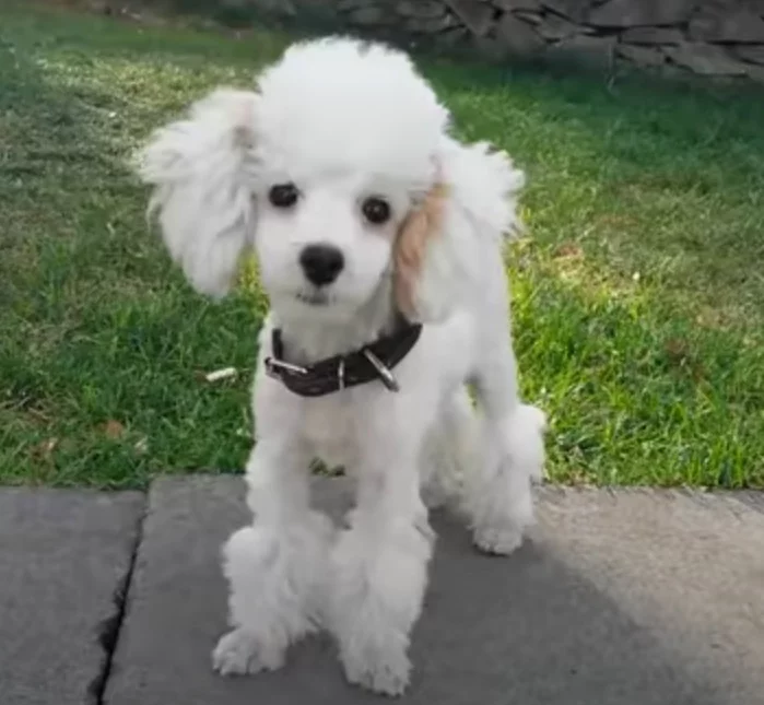 Segundo lugar: Poodle (Canis lupus familiaris) – Com uma inteligência afiada e uma incrível facilidade para aprender truques, o poodle se destaca pela sua memória e capacidade de resolver problemas. Sua rapidez em assimilar novos comandos faz com que seja um dos cães mais treináveis do mundo.