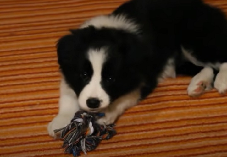 Primeiro lugar: Border Collie (Canis lupus familiaris) – Com uma inteligência excepcional, essa raça tem uma incrível capacidade de aprendizado e uma impressionante memória. Sua habilidade de interpretar comandos verbais e gestuais faz dele um dos melhores cães para treinamentos avançados.
