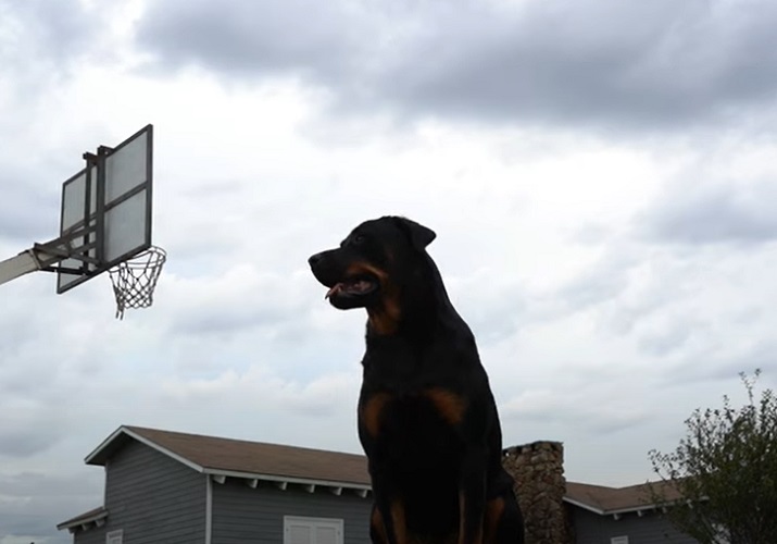 Nono lugar: Rottweiler (Canis lupus familiaris) – Dotado de grande inteligência e capacidade de discernimento, o rottweiler aprende comandos rapidamente e responde bem ao treinamento de obediência. Sua habilidade para interpretar situações e proteger seu dono faz dele um excelente cão de guarda e trabalho.