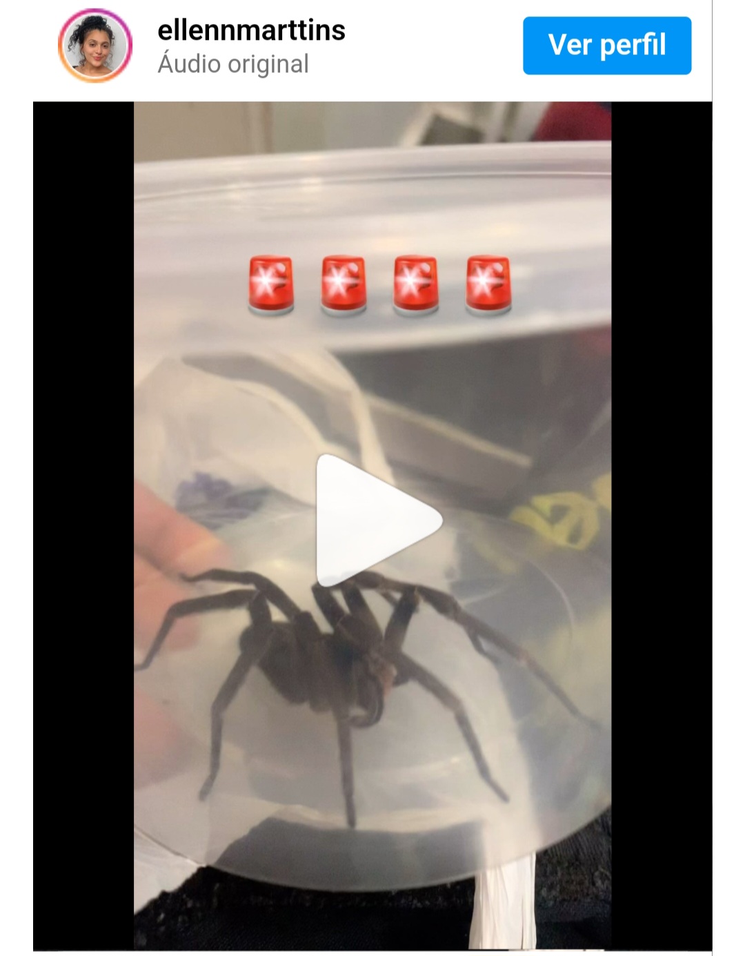 A mãe da criança, Ellen, postou o caso como alerta de que bichos peçonhentos podem se esconder nas casas. A família colocou a aranha num pote para mostrar ao médico. A criança tomou remédio contra dor e antialérgico. Em casos mais graves, é necessário dar soro que combate o veneno.