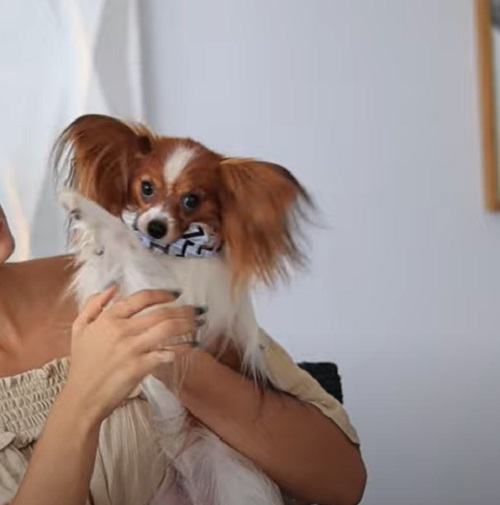 Originário da Europa, especialmente França e Bélgica, o spaniel anão continental é um cão de companhia que vive bem em apartamentos e casas. É afetuoso, sociável e brincalhão, adaptando-se facilmente a diferentes estilos de vida. Sua expectativa de vida varia de 12 a 16 anos.
