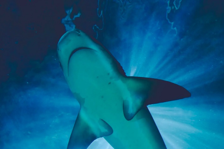 O tubarão, estimado em 1,80 m, mordeu a coxa da vítima antes de arrancar suas mãos quando ela tentou se defender. A praia foi reaberta após o tubarão se afastar.