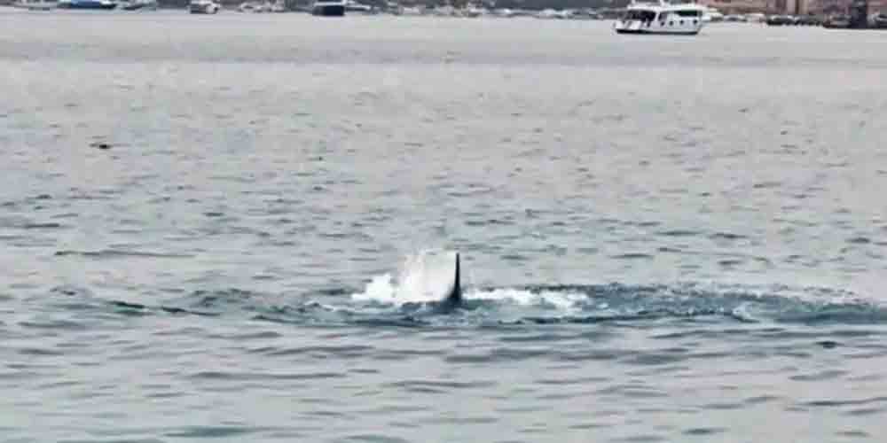 O vídeo nas redes sociais mostra o momento em que o tubarão circula o homem na água. O animal ataca o banhista várias vezes até puxar o russo para o fundo do mar. Segundos depois de desaparecer, o vídeo mostra que um barco com salva-vidas chega ao local.