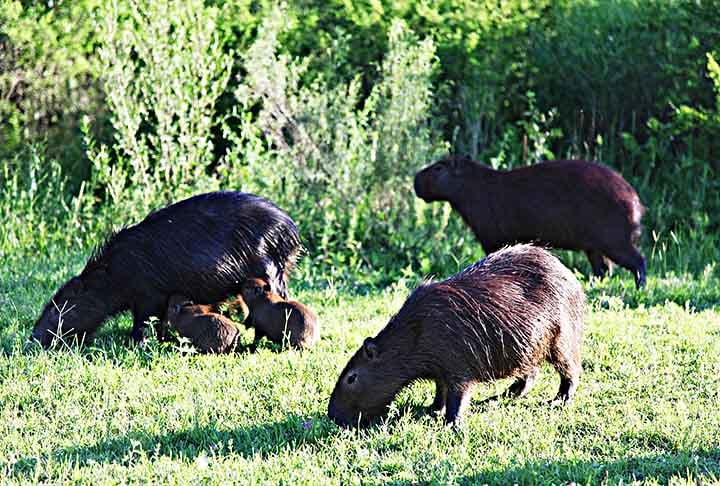 Além disso, elas são herbívoras e costumam se alimentar principalmente de gramíneas, plantas aquáticas, cascas de árvores e frutas.Por terem dentes que crescem continuamente, as capivaras precisam roer frequentemente para desgastá-los