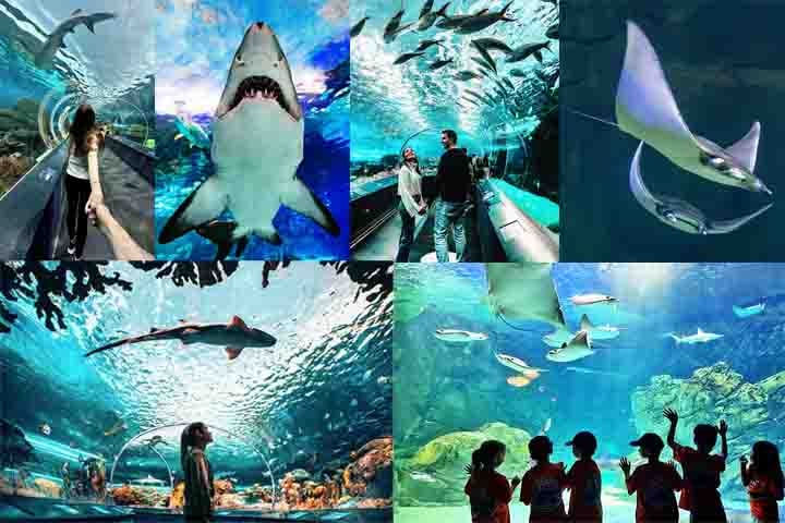 Ripley’s Aquarium of Canada (2013) – Um dos maiores aquários do Canadá, com mais de 16 mil animais marinhos. Possui um túnel subaquático com tubarões nadando acima dos visitantes. Exibe arraias, águas-vivas e espécies exóticas do mundo todo.