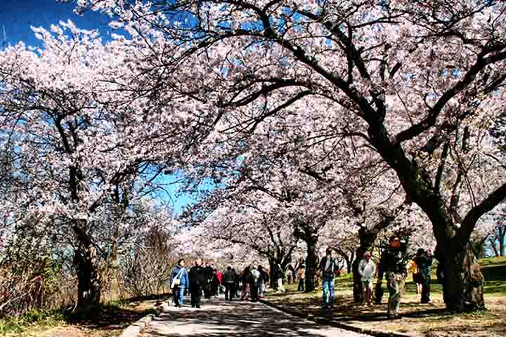 High Park (1876) – Maior parque de Toronto, combina áreas verdes, lagos e trilhas. Na primavera, atrai milhares de visitantes por suas cerejeiras em flor. Conta com jardins, um pequeno zoológico e espaços para esportes.
