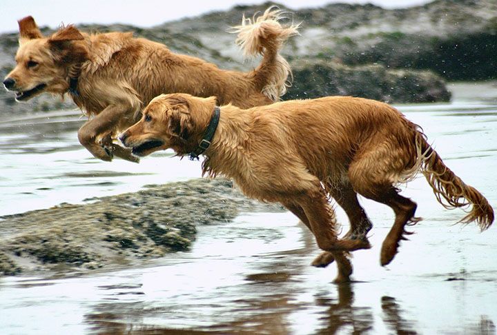 Ele é um cão que se destaca em esportes caninos, como agilidade e obediência. Sua inteligência e entusiasmo o tornam um excelente participante em atividades de treinamento. Isso também contribui para manter sua mente ativa e seu comportamento equilibrado.